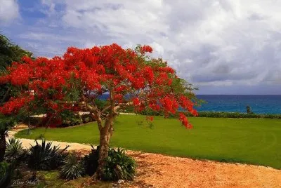 NATUREZA