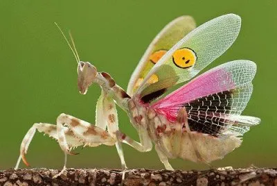 mantis s jigsaw puzzle