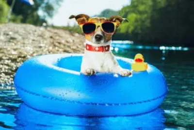 Cool Dog Floating with Rubber Ducky jigsaw puzzle