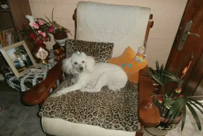 MI NENA jigsaw puzzle