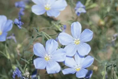 Blue Flowers