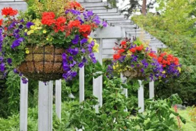 Gorgeous Hanging Flower Baskets