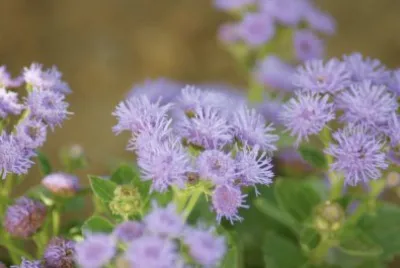 blue blossom