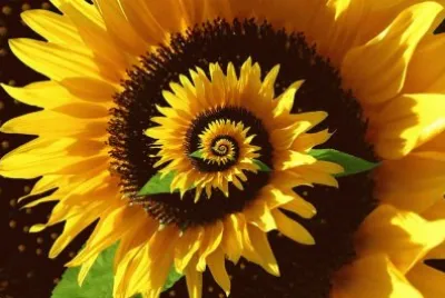 imagens jigsaw puzzle