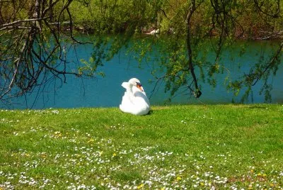 cygne jigsaw puzzle