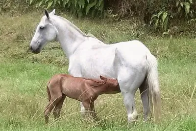 פאזל של Égua amamentando a sua cria
