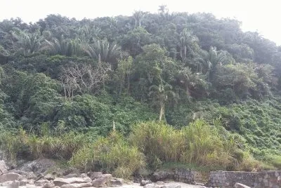 פאזל של Vegetaçao Praia de Guaiuba -Guaruja - SP