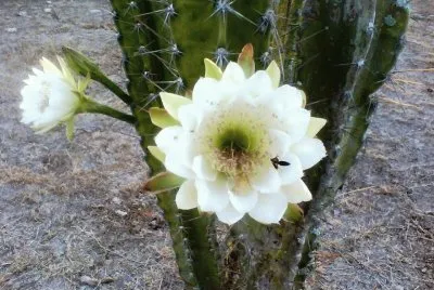 פאזל של Cacto Branco