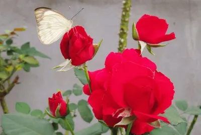 פאזל של Rosas Vermelhas