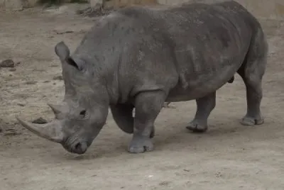 Rinoceronte en el Zoo de San Antonio jigsaw puzzle