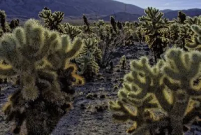 thumb-1392885170733-cholla_garden_02 jigsaw puzzle