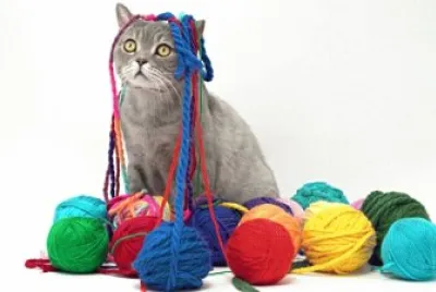 Gato 6 jigsaw puzzle