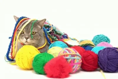 Gato 7 jigsaw puzzle
