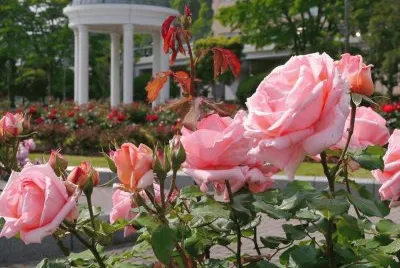 rosas