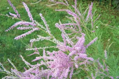 tamaris en fleurs