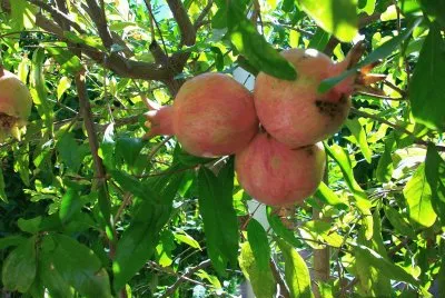 Grenades d ' andalousie