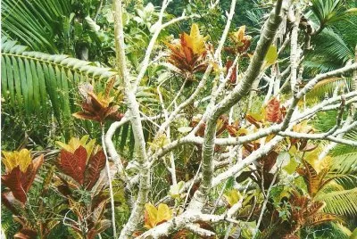 nature RÃ©union