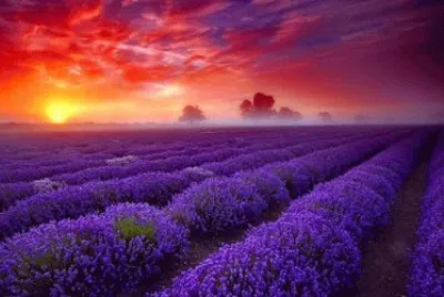 Gorgeous Sun Set Over Purple Field