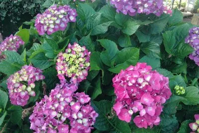 פאזל של Hortências