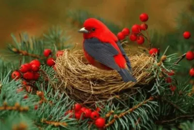 beautiful little bird