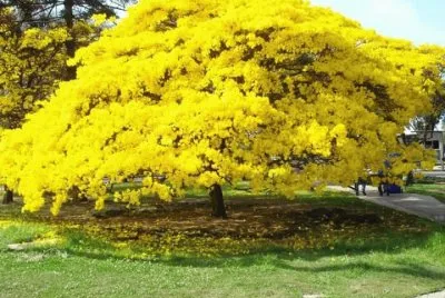 imagens