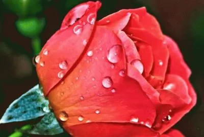 Rugiada jigsaw puzzle