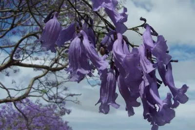 Jacaranda