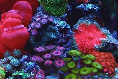 Awesome Colorful Coral jigsaw puzzle