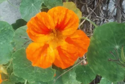 Flores