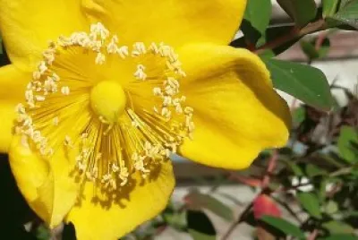Flor