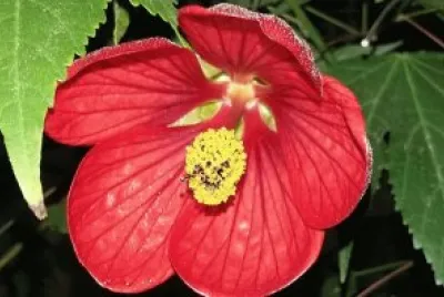 Flor