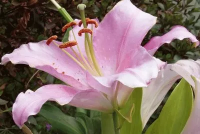 Flor