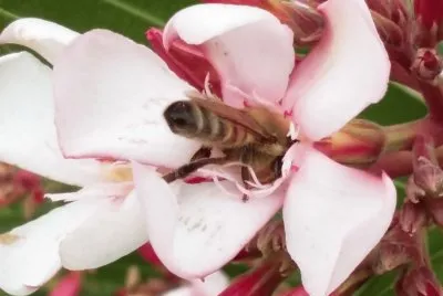 Abeja jigsaw puzzle