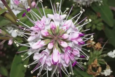 Flor