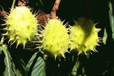 Frutos