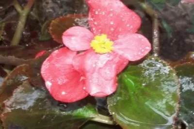 Flor
