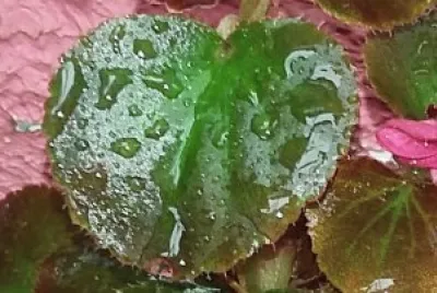 Hoja