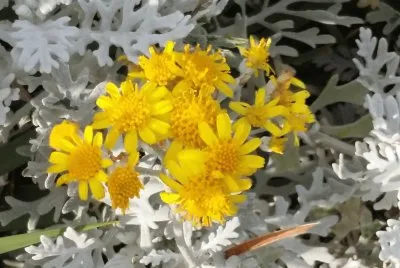 Ruda en flor