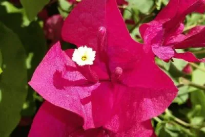 Flor