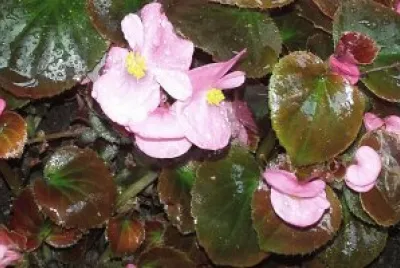 Flores