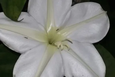 Flor