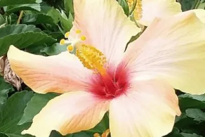 Flor