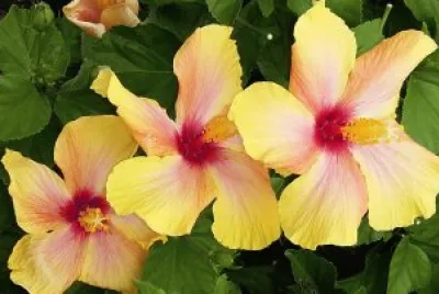 Flores