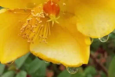 Flor