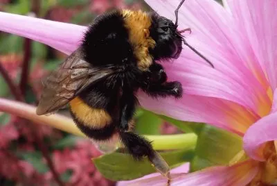 Abeja