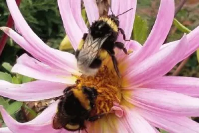 Abejas jigsaw puzzle