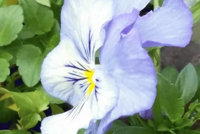 Flor
