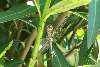 Libellule...