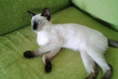 פאזל של Gata na sofá