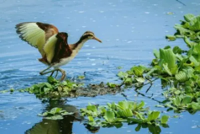 פאזל של Jaçanã